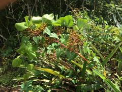 Aechmea leptantha