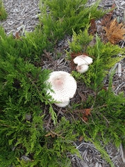 Leucoagaricus americanus image