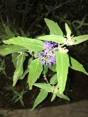 Caryopteris × clandonensis