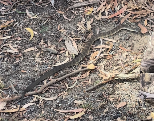 Tiger Snake sighting