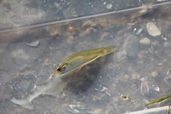 Fundulus chrysotus