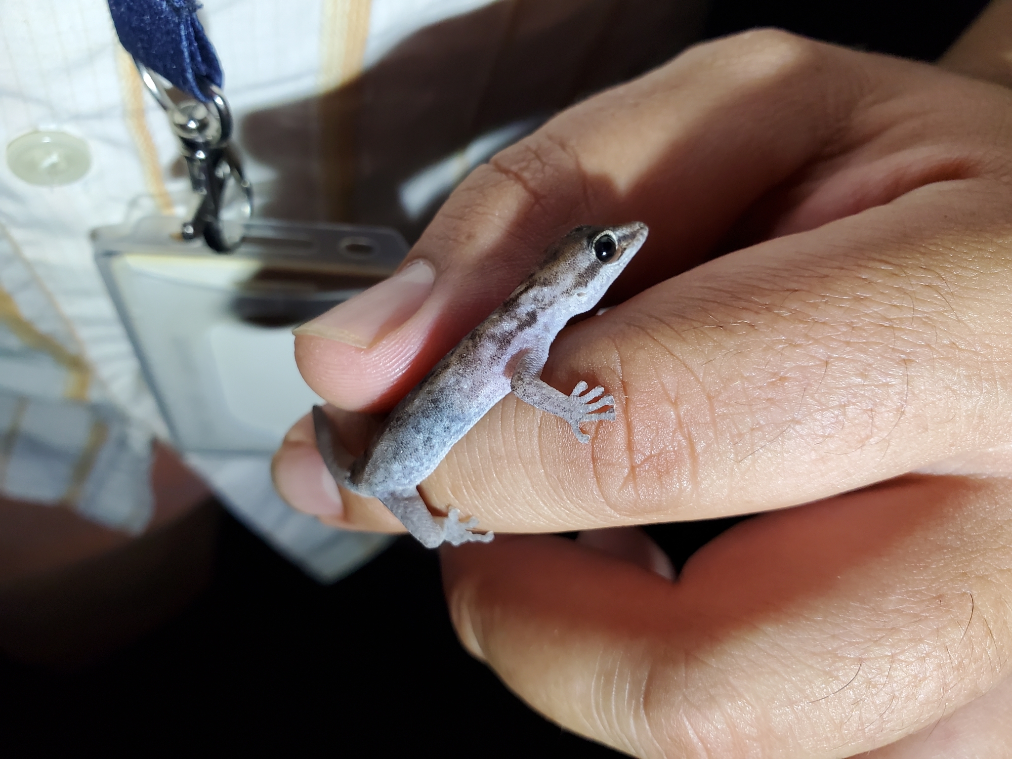 Chatham Leaf-Toed Gecko photo 7