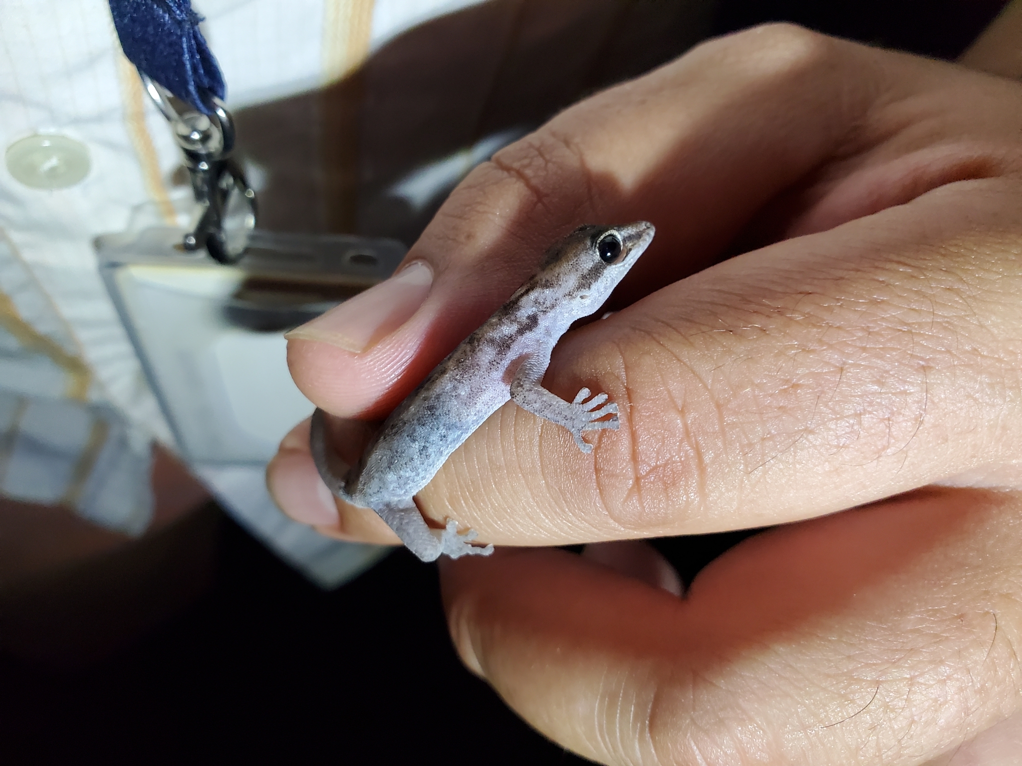 Chatham Leaf-Toed Gecko photo 8