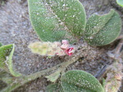 Indigofera flavicans image