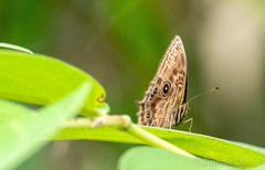 Ptychandra lorquinii