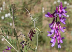Vicia eriocarpa