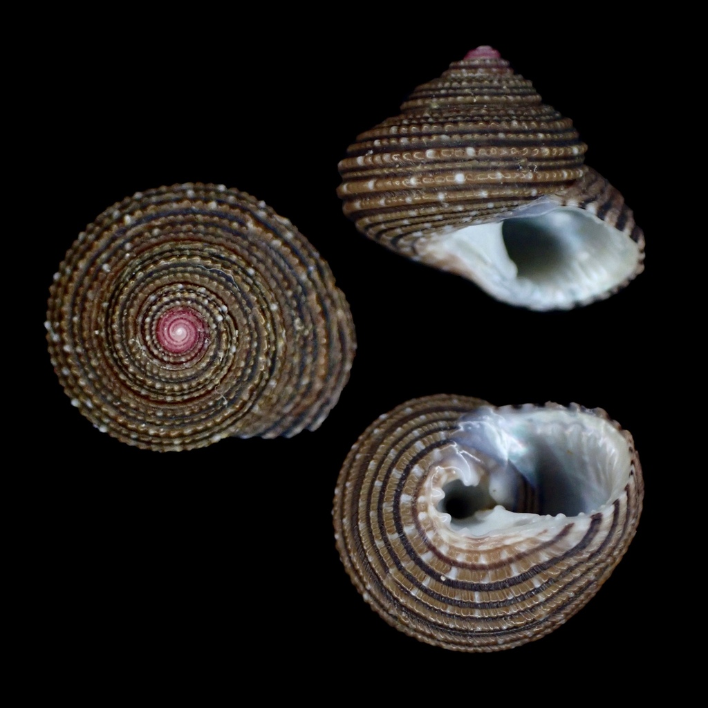 Clanculus ater