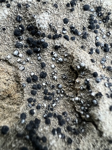 Lecidella patavina