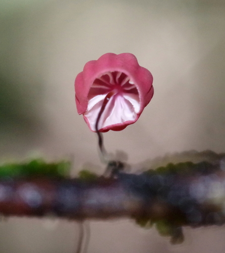 purple pinwheel