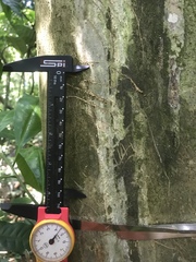 Nasua
