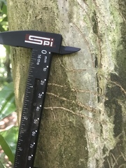 Nasua