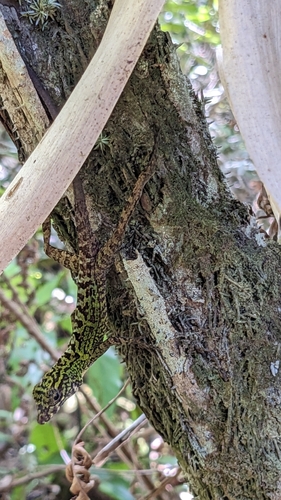 Cuban Tiger Anole, Anolis rubribarbus