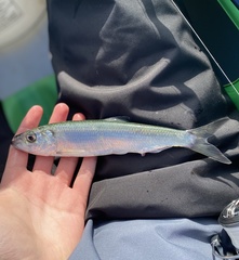 Pacific Herring photo 1