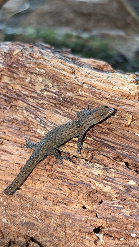 Baracoan eyespot Sphaero, Sphaerodactylus celicara