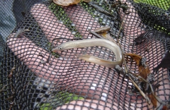 Lampetra fluviatilis