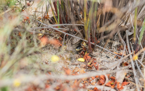 Black-naped Hooded Snake sighting