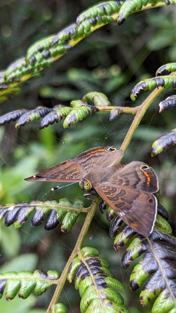 Caribbean Metalmark
