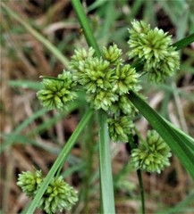 Cyperus