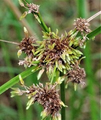 Cyperus