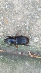 Odontotaenius disjunctus