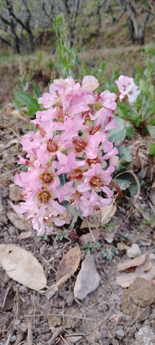 Bergenia ciliata (Bergenia ciliata)