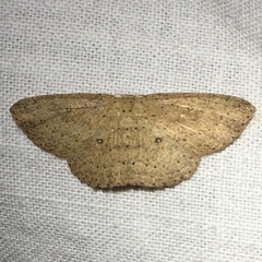 Cyclophora myrtaria