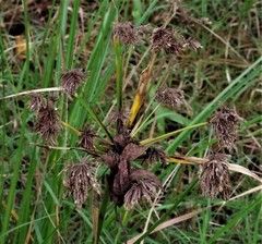 Cyperus