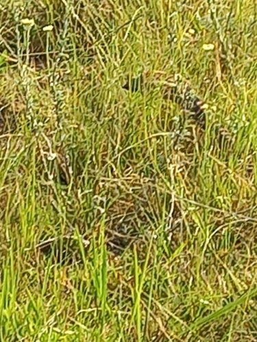 Common Rinkhals