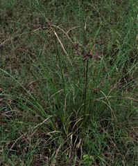 Cyperus