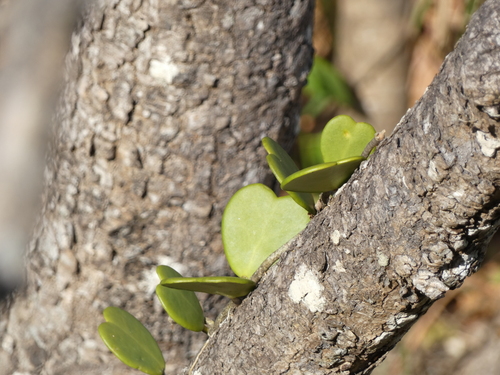 Hoya kerrii