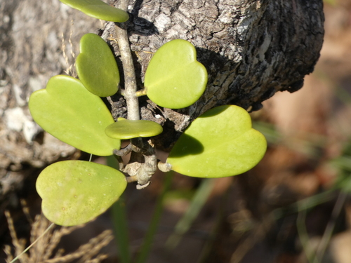 Hoya kerrii