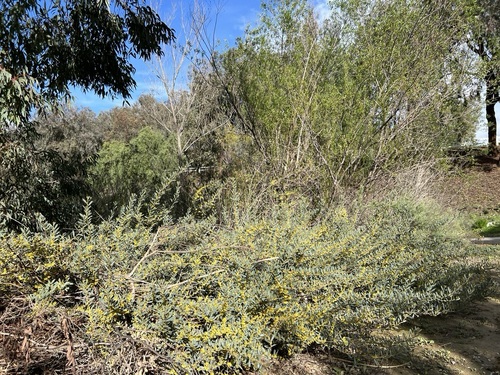 Image of Acacia redolens by no rights reserved