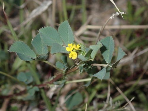 Medicago polymorpha observed 2023-03-15