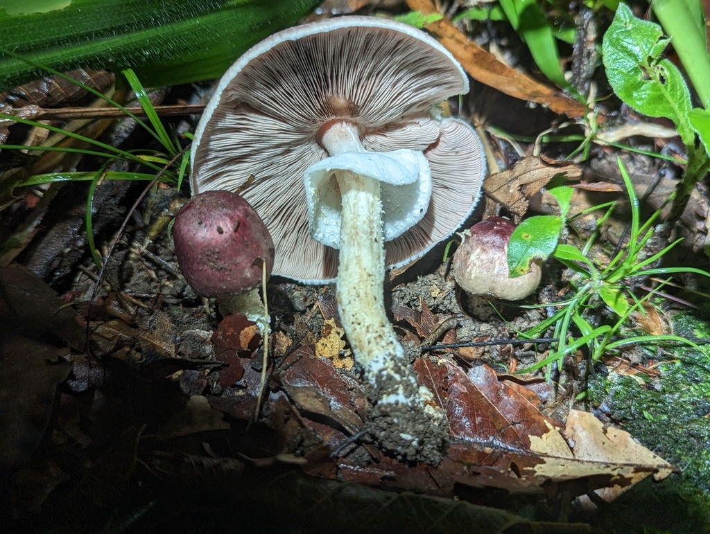 Agaricus martinicensis