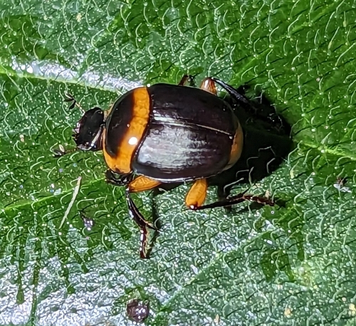 Canthon luteicollis
