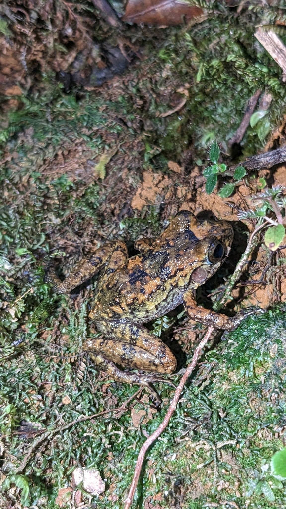 Turquino Spiny Frog