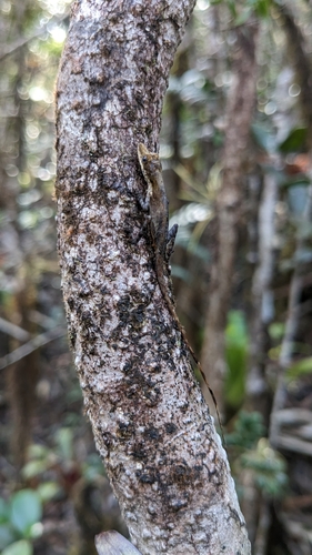 Anfiodlul Anole, Anolis anfiloquioi