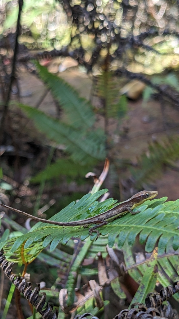 Moa Anole