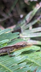 Moa Anole photo 2