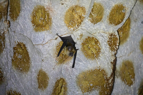 Large Asian Roundleaf Bat (Hipposideros lekaguli)