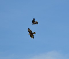 Buteo buteo