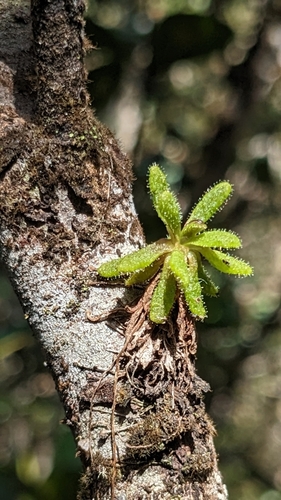 Pinguicula lignicola