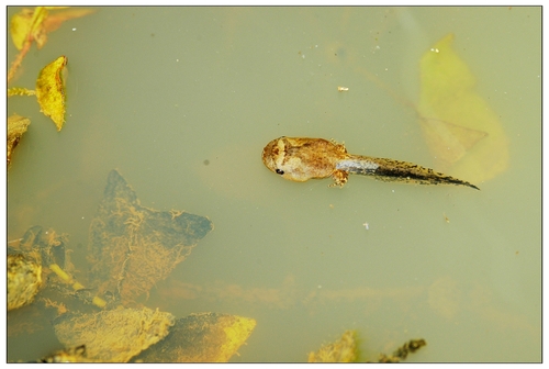 Asian Painted Frog, photo 7 of 9