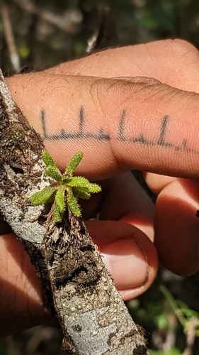 Pinguicula lignicola