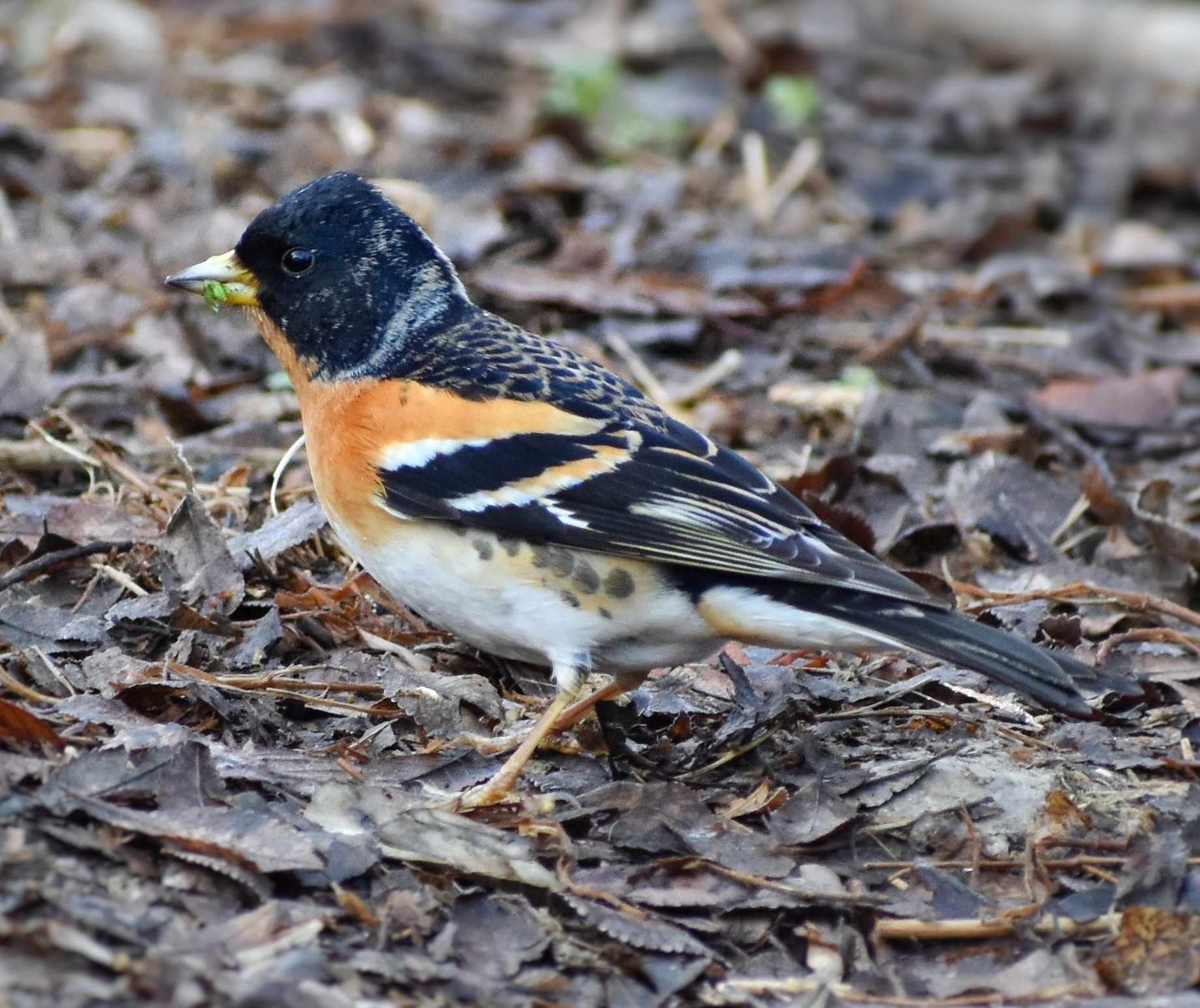 Brambling