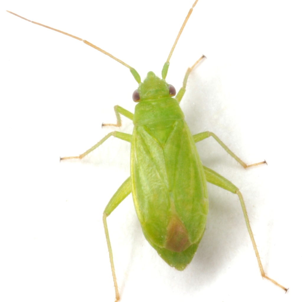Labopidea