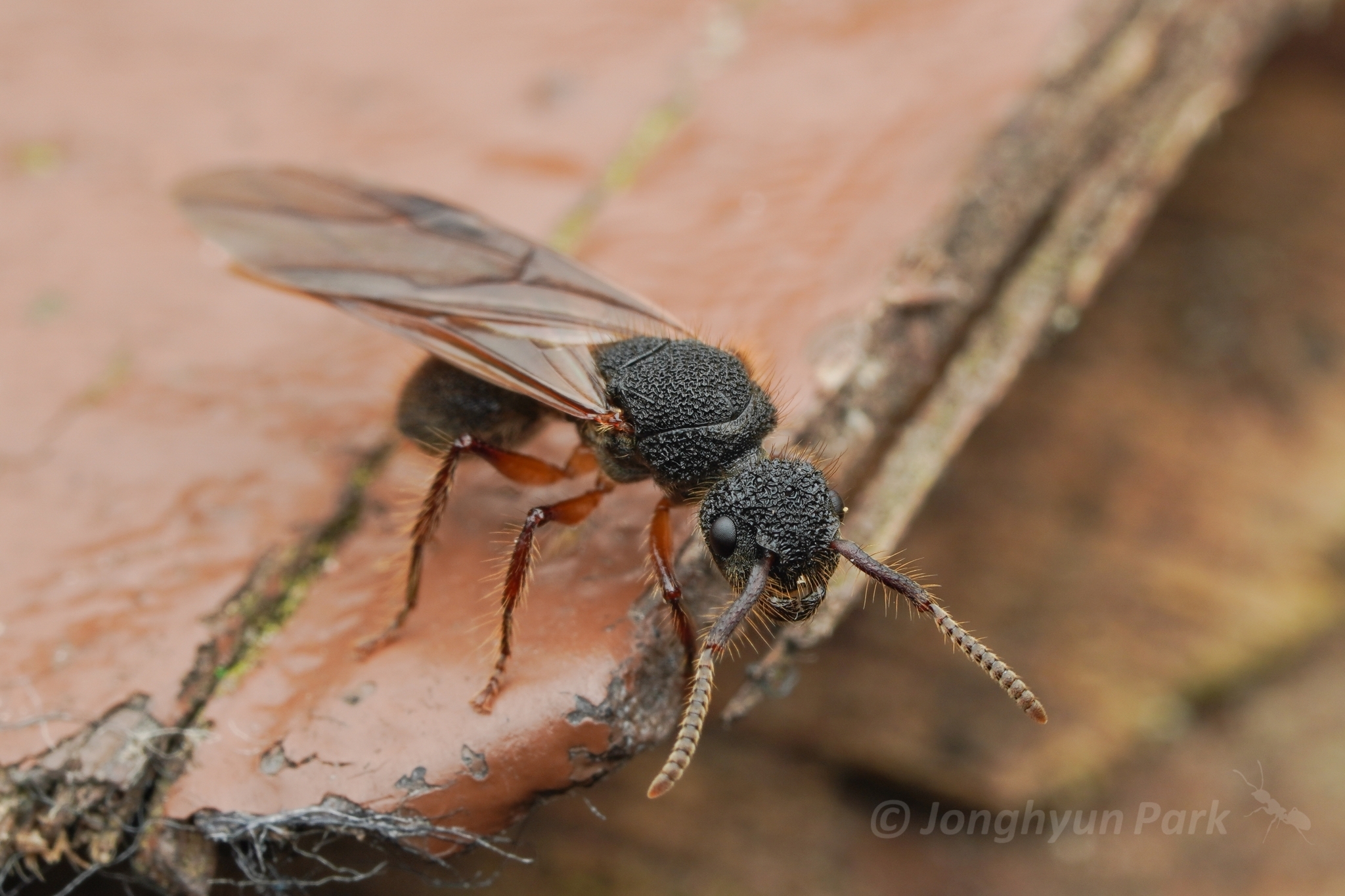 Echinopla tritschleri