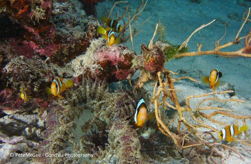 Clark's Anemonefish — seen at this dive site