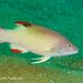Bay of Bengal Hogfish - Photo (c) Pete McGee, some rights reserved (CC BY-NC), uploaded by Pete McGee