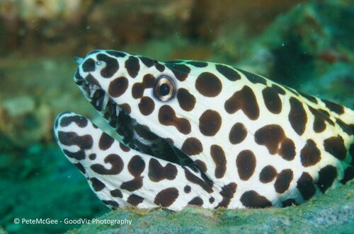 Laced Moray